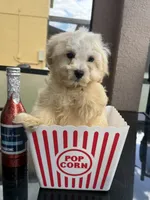 maltipoo boy financing available, a male Maltipoo for sale in Orlando, FL – 4 of 4
