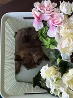 Pomeranian boy, a male Pomeranian for sale in Orlando, FL – 3 of 4
