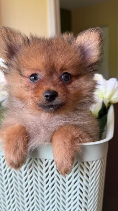 Pomeranian red female, a female Pomeranian for sale in Orlando, FL – 7 of 7