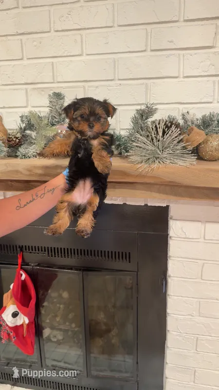 Yorkie financing avail