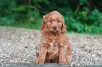 mini golden, a female Miniature Goldendoodle for sale in Orlando, FL – 5 of 6