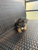 Financing available, a female Yorkshire Terrier for sale in Orlando, FL – 2 of 3