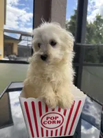 male maltipoo financing available, a male Maltipoo for sale in Orlando, FL – 2 of 3