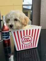 maltipoo boy financing available, a male Maltipoo for sale in Orlando, FL – 3 of 4