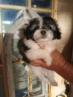 maltipoo girl, a female Maltipoo for sale in Orlando, FL – 1 of 2