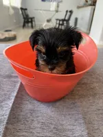 girl yorkie financing available, a female Yorkshire Terrier for sale in Orlando, FL – 2 of 3