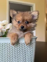 Pomeranian red female, a female Pomeranian for sale in Orlando, FL – 5 of 7
