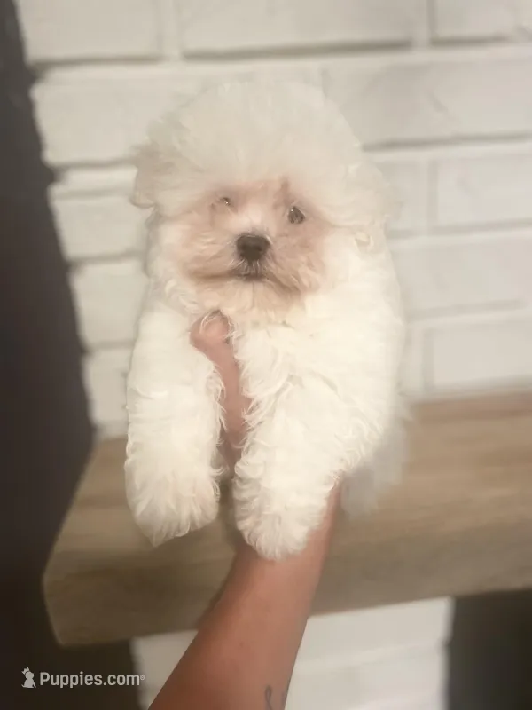 Fahtee  – Maltese puppy for sale in Orlando, FL