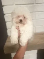 Fahtee , a female Maltese for sale in Orlando, FL – 1 of 1