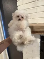 Fahtee , a female Maltese for sale in Orlando, FL – Photo 1 of 2