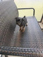 Yorkie financing avail, a female Yorkshire Terrier for sale in Orlando, FL – 1 of 3
