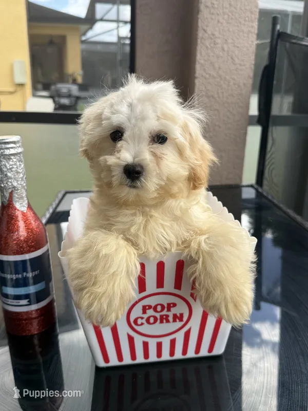 maltipoo boy financing available – Maltipoo puppy for sale in Orlando, FL