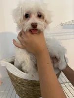 Moma Financing Available, a female Maltese for sale in Orlando, FL – 1 of 1