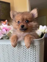 Pomeranian red female, a female Pomeranian for sale in Orlando, FL – 2 of 7