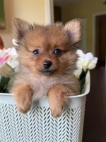 Pomeranian red female, a female Pomeranian for sale in Orlando, FL – 3 of 7