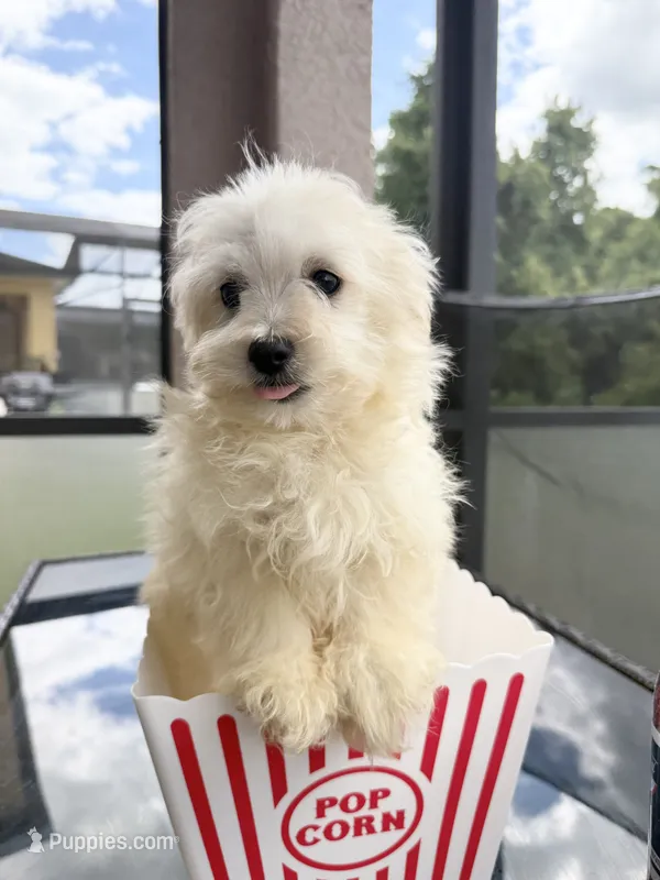 male maltipoo financing available – Maltipoo puppy for sale in Orlando, FL