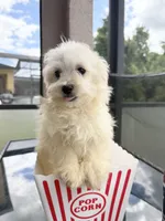 male maltipoo financing available, a male Maltipoo for sale in Orlando, FL – 1 of 3
