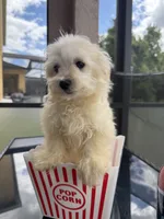 male maltipoo financing available, a male Maltipoo for sale in Orlando, FL – 3 of 3