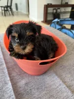 yorkshire male, a male Yorkshire Terrier for sale in Orlando, FL – 3 of 3