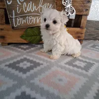 pearly, a female Maltese for sale in Orlando, FL – 1 of 1
