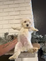 Financing available, a female Maltese for sale in Orlando, FL – Photo 1 of 2