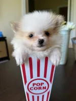 Tea cup size Pomeranian , a female Pomeranian for sale in Orlando, FL – 2 of 3