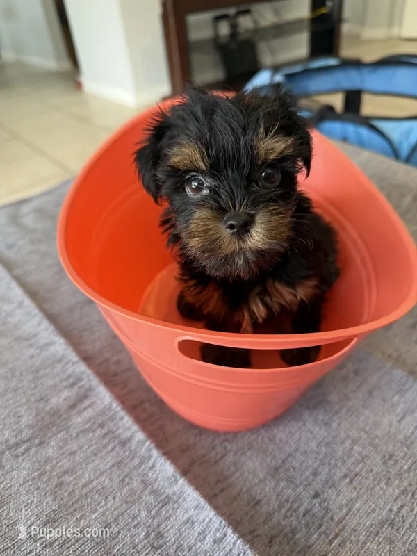 yorkshire male – Yorkshire Terrier puppy for sale in Orlando, FL