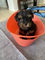 yorkshire male, a male Yorkshire Terrier for sale in Orlando, FL – 1 of 3