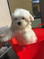 maltese male financing available, a male Maltese for sale in Orlando, FL – 2 of 3