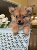Pomeranian red female, a female Pomeranian for sale in Orlando, FL – 4 of 7
