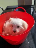 bobo Financing Available, a female Maltese for sale in Orlando, FL – 3 of 4