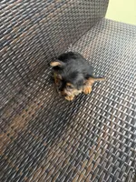 Financing available, a female Yorkshire Terrier for sale in Orlando, FL – 3 of 3