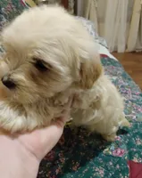 maltipoo boy, a male Maltipoo for sale in Orlando, FL – 1 of 2