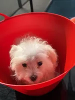 bobo Financing Available, a female Maltese for sale in Orlando, FL – 4 of 4