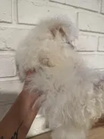 Fahtee , a female Maltese for sale in Orlando, FL – Photo 2 of 2