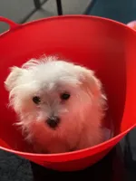 bobo Financing Available, a female Maltese for sale in Orlando, FL – 2 of 4