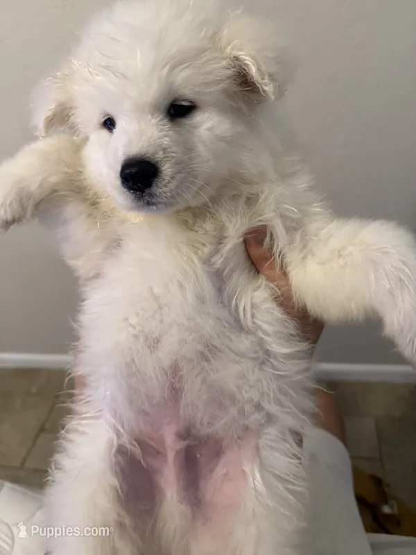 Financing Available AKC