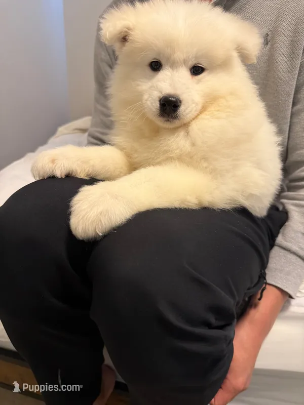 AKC Financing Available