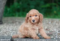 mini golden, a female Miniature Goldendoodle for sale in Orlando, FL – 6 of 6
