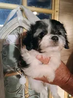 maltipoo girl, a female Maltipoo for sale in Orlando, FL – 2 of 2