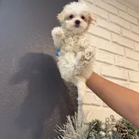 Moma Financing Available, a female Maltese for sale in Orlando, FL – Photo 2 of 2