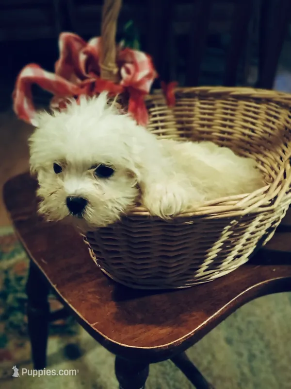 maltese male – Maltese puppy for sale in Orlando, FL