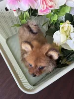 Pomeranian red female, a female Pomeranian for sale in Orlando, FL – 6 of 7