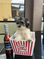 maltipoo girl financing available, a female Maltipoo for sale in Orlando, FL – 5 of 6