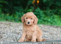 mini golden, a female Miniature Goldendoodle for sale in Orlando, FL – 3 of 6