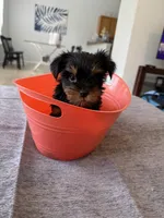 girl yorkie financing available, a female Yorkshire Terrier for sale in Orlando, FL – 1 of 3