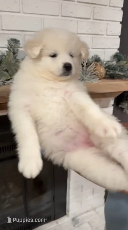 Samoyed Financing Available