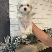 tutu Finanacing Available, a male Maltese for sale in Orlando, FL – 1 of 2