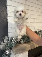 tutu Finanacing Available, a male Maltese for sale in Orlando, FL – Photo 1 of 2