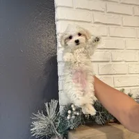 tutu Finanacing Available, a male Maltese for sale in Orlando, FL – 2 of 2